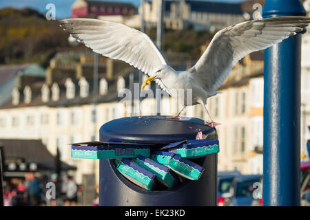 Aberystwyth, Pays de Galles, Royaume-Uni. 5 avril, 2015. Une mouette piller une poubelle pleine de poissons rejetés et chip cases de Aberystwyth, promenade à la fin d'un après-midi chaud et ensoleillé dimanche de Pâques, le Pays de Galles UK Crédit photo : Keith morris / alamy live news Banque D'Images