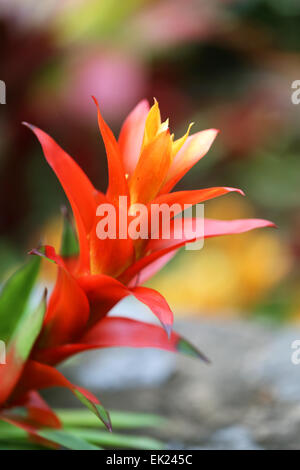 De belles fleurs en Thaïlande à Koh Samui photographié close-up Banque D'Images