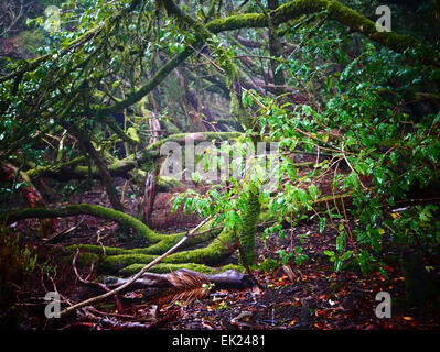 Arbre généalogique en Parque Laurisilva Laurel Anaga Rural Park Tenerife island iles canaries Espagne Banque D'Images