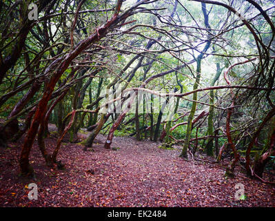 Arbre généalogique en Parque Laurisilva Laurel Anaga Rural Park Tenerife island iles canaries Espagne Banque D'Images