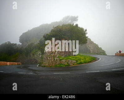 Dans le Parque Las Mercedes Anaga Rural Park Tenerife island iles canaries Espagne Banque D'Images