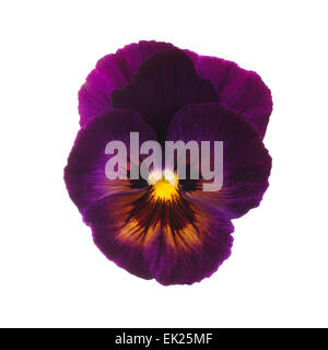 Pansy violet Banque D'Images