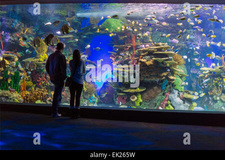 Canada,Ontario,Toronto,Ripley's Aquarium du Canada, les gens de l'affichage d'un écran Banque D'Images