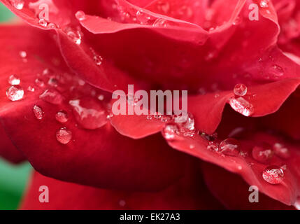 Rose rouge romantique avec des gouttes de rosée Banque D'Images