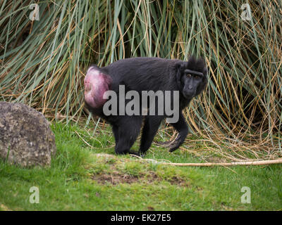 Sulawesi Crested Macaque, Macaca nigra Banque D'Images