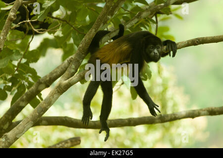 Singe hurleur manteau farniente dans le Parc National de Monteverde, Costa Rica Banque D'Images