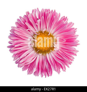 Aster rose Banque D'Images