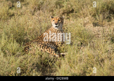 Le guépard se reposant dans le pinceau, en Tanzanie. Banque D'Images