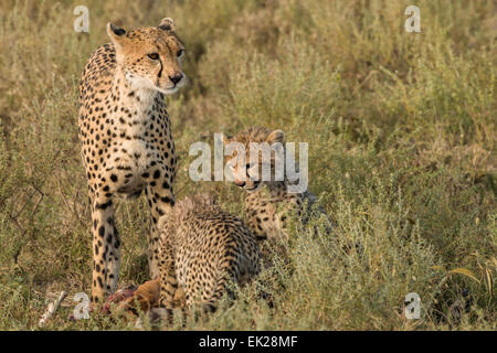 Cheetah mère et oursons sur un kill, Tanzanie Banque D'Images