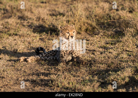 Cheetah cub resting Banque D'Images