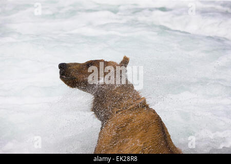 Ours brun secouer l'eau à Brooks Falls, Katmai National Park, Alaska, USA Banque D'Images