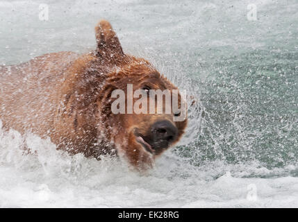 Ours brun secouer l'eau à Brooks Falls, Katmai National Park, Alaska, USA Banque D'Images