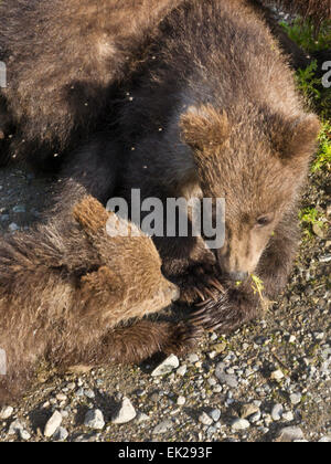 Brown oursons, Katmai National Park, Alaska, USA Banque D'Images
