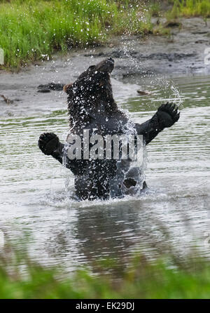 Ours brun jouant dans l'eau, Alaska, USA Banque D'Images