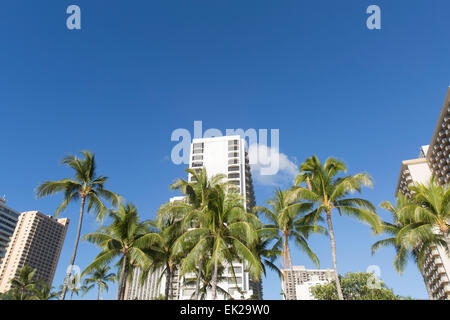 La plage de Waikiki, Oahu, États-Unis d'Amérique, avec ses palmiers et d'hôtels. Banque D'Images