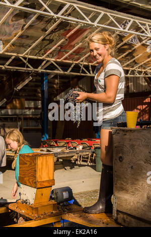 Jeune femme mettant une grappe de raisin dans le pressoir à cidre du Verger à Lucia près de Hood River, Oregon, USA. Banque D'Images