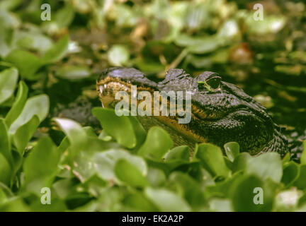 Alligator ou Pike-alligator Alligator mississippiensis (tête) qui se cache dans les laitues dans l'étang refuge Swamp tire-bouchon Banque D'Images