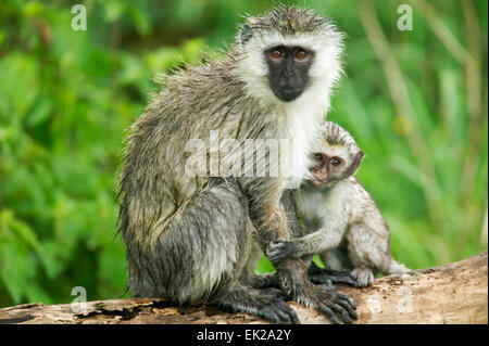 Singe bébé soins infirmiers de sa mère dans le cratère du Ngorongoro, en Tanzanie, l'Afrique Banque D'Images