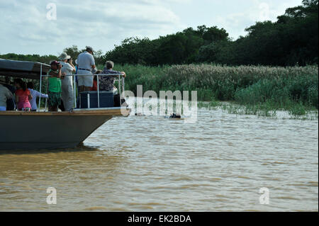 Les touristes sur le bateau en fonction de safari hippopotame dans l'eau à côté des lits de roseaux à St Lucia estuary, iSimangoliso Wetland Park, Afrique du Sud Banque D'Images