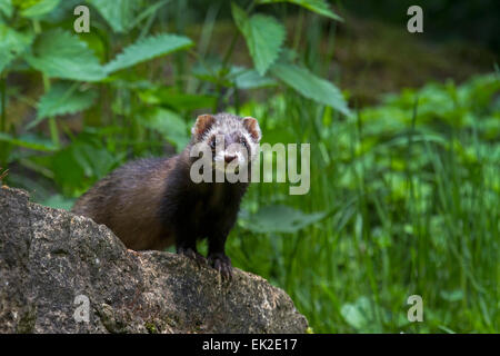 Mustela putorius furo furet / Banque D'Images