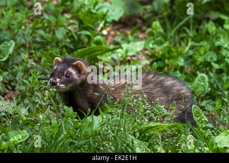 Mustela putorius furo furet / Banque D'Images