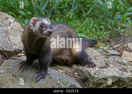 Mustela putorius furo furet / Banque D'Images