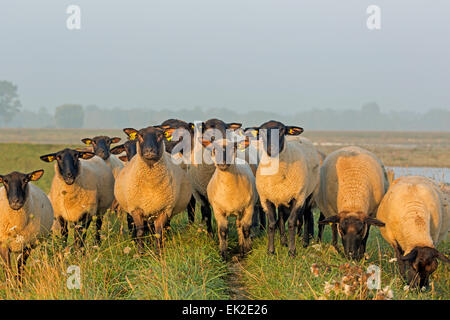 Les moutons domestiques / Ovis orientalis bélier Banque D'Images