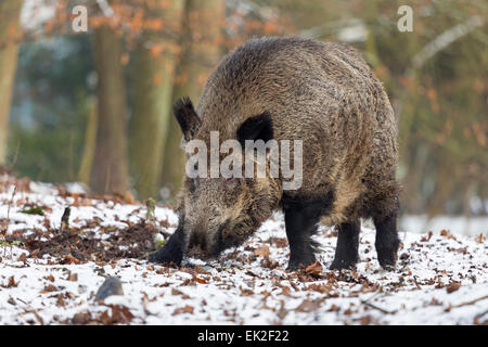 Le sanglier dans la neige, krosian, Schleswig-Holstein, Allemagne, Europe / Sus scrofa Banque D'Images