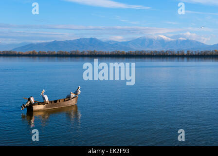 Un bateau de pêche avec des pélicans se percher dans le lac Kerkini Grèce Banque D'Images