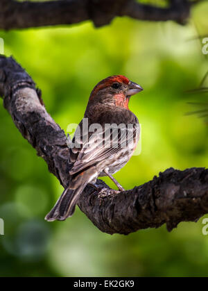 Roselin familier (Carpodacus mexicanus) membre de l'arbre perché sur Banque D'Images
