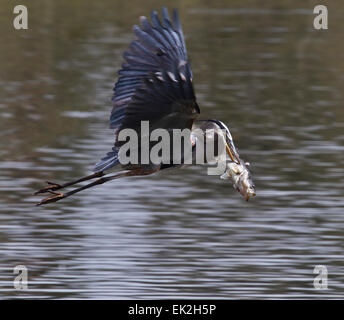 Grand Héron (Ardea herodias), volant avec de gros poissons qu'il vient de prendre Banque D'Images