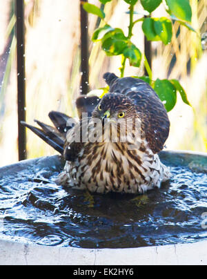 L'Épervier de Cooper (Accipiter cooperii) dans le quartier birdbath Banque D'Images