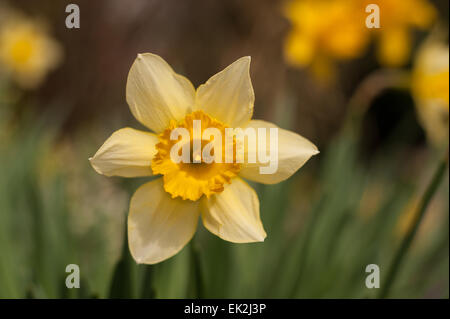Jonquille Narcissus blanc de printemps bouquet de fleurs jardin avec éclairage orangé sur pétales de corona Banque D'Images