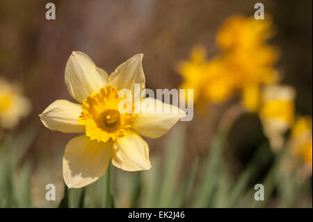 Jonquille Narcissus blanc de printemps bouquet de fleurs jardin avec éclairage orangé sur pétales de corona Banque D'Images