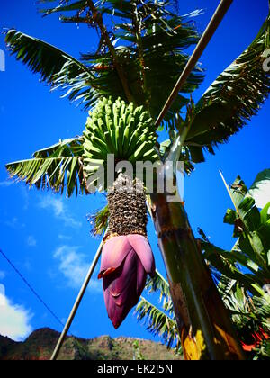 Fleur de bananier n Agulo village l'île de La Gomera Canaries Espagne Banque D'Images