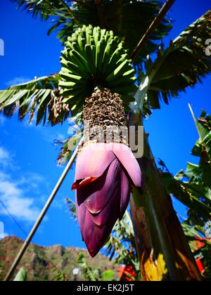 Fleur de bananier n Agulo village l'île de La Gomera Canaries Espagne Banque D'Images