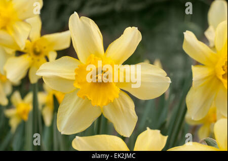 Jonquille Narcissus blanc de printemps bouquet de fleurs jardin avec éclairage orangé sur pétales de corona Banque D'Images