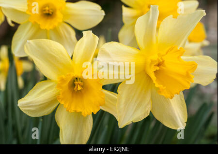 Jonquille Narcissus blanc de printemps bouquet de fleurs jardin avec éclairage orangé sur pétales de corona Banque D'Images