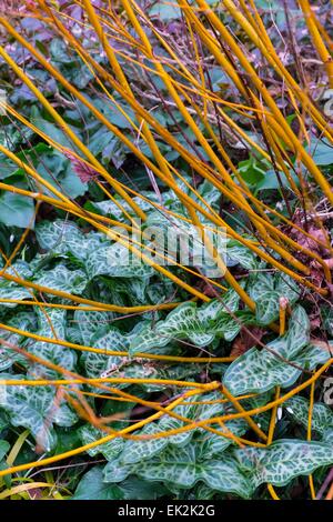 Salix alba var. vitellina - Golden willow, croître par Arum maculatum Banque D'Images