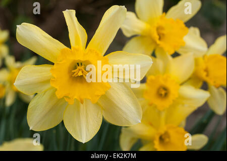 Jonquille Narcissus blanc de printemps bouquet de fleurs jardin avec éclairage orangé sur pétales de corona Banque D'Images