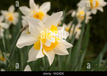 Jonquille Narcissus blanc de printemps bouquet de fleurs jardin avec éclairage orangé sur pétales de corona Banque D'Images