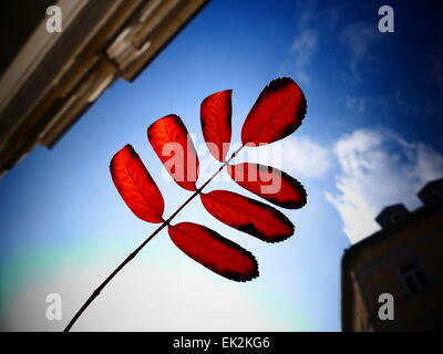 L'automne les feuilles rouges sur fond de ciel bleu Banque D'Images