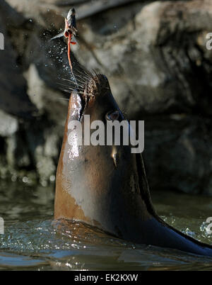 Gelsenkirchen, Allemagne. Mar 17, 2015. Un lion de mer jusqu'à un poisson swirles ZOOM Erlebniswelt jardins zoologiques à Gelsenkirchen, Allemagne, 17 mars 2015. Photo : Caroline Seidel/dpa/Alamy Live News Banque D'Images