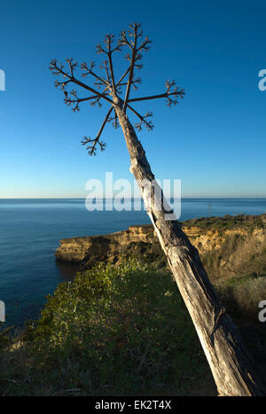 Agave au-dessus d'une falaise, Lagos, Portugal Banque D'Images