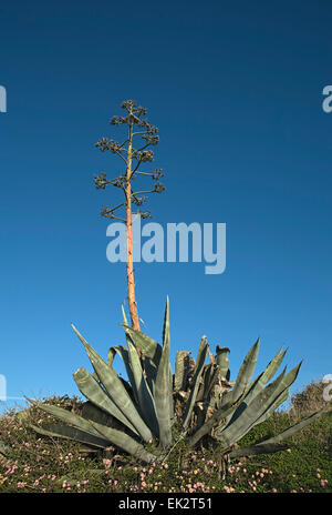 Agave au-dessus d'une falaise, Lagos, Portugal Banque D'Images