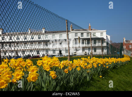 London, UK. 06 avr, 2015. Un projet de plantation d'un million de bulbes - le dernier souhait d'un millionnaire canadien, est maintenant en voie de la mi-parcours, Cornwall, Devon. Plus de 400 000 bulbes ont été plantés par des bénévoles dans le Devon, Cornwall, au cours des deux dernières années. Banquier d'Keith Owen avait eu l'intention de prendre leur retraite à Sidmouth, qu'il considère comme "l'Angleterre comme il l'habitude d'être", mais la découverte en 2007, il n'avait que 8 semaines à vivre, a quitté son £2.3 millions de fortune à la ville pour des projets d'intérêt local. Credit Photo : Alamy/Central Live News Banque D'Images