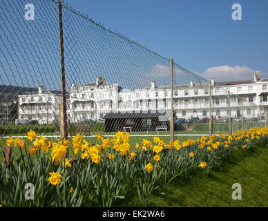 London, UK. 06 avr, 2015. Un projet de plantation d'un million de bulbes - le dernier souhait d'un millionnaire canadien, est maintenant en voie de la mi-parcours, Cornwall, Devon. Plus de 400 000 bulbes ont été plantés par des bénévoles dans le Devon, Cornwall, au cours des deux dernières années. Banquier d'Keith Owen avait eu l'intention de prendre leur retraite à Sidmouth, qu'il considère comme "l'Angleterre comme il l'habitude d'être", mais la découverte en 2007, il n'avait que 8 semaines à vivre, a quitté son £2.3 millions de fortune à la ville pour des projets d'intérêt local. Credit Photo : Alamy/Central Live News Banque D'Images