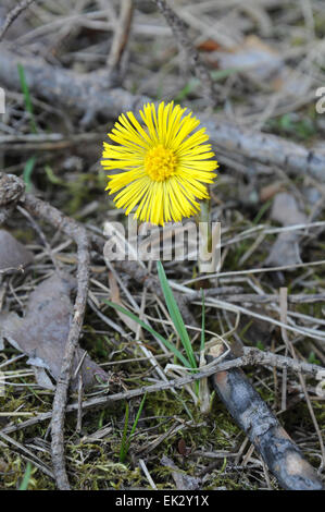 Tussilage fleur au printemps dans la forêt. Banque D'Images