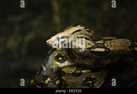 Feux arrière rouges (Boa constrictor Boa constrictor) suspendu à une branche d'arbre Banque D'Images