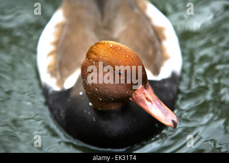 Red Crested Pochard - Netta rufina mâle sur l'eau Banque D'Images